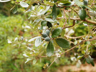 Feijoa sellowiana ou Goyavier du Brésil, arbuste à écorce rougeoyante et aux petits fruits...