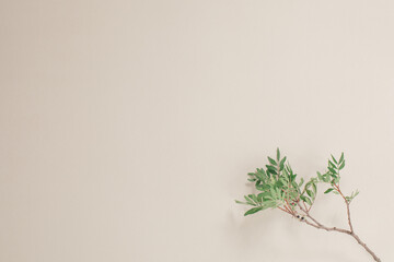 Minimal floral copy space mockup background with pistachio tree branch.