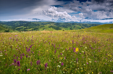 Many flowers and herbals on a meadow