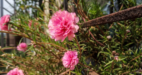 pink and red moss perennial rose flowers in the garden