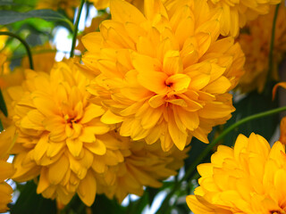 Golden ball flowers bloom in the garden in August