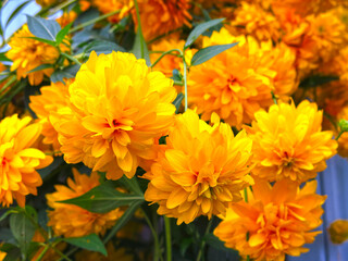Golden ball flowers bloom in the garden in August