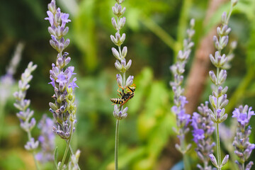 Hornet on lavender flower