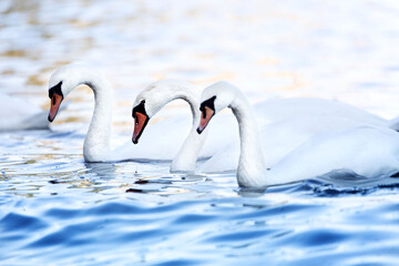 Obraz premium 3 Schwäne in der Ostsee - symmetrisch