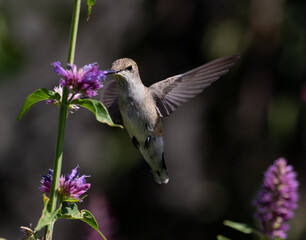 hummingbird on a flower