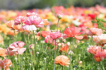 Obraz premium Original photograph of a field full of pink, coral and yellow colored Ranunculus flowers 