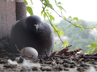 Gołąb siedzący w gnieździe pilnujące jaja