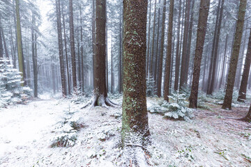 Obraz premium Winter scenery in a mountain forest, with frost and fresh powder snow