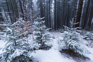 Winter scenery in a mountain forest, with frost and fresh powder snow
