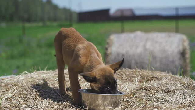 Dog drinks water from a metal bowl on a haystack. Puppy on the field. Belgian Shepherd Malinois. High quality 4k footage.