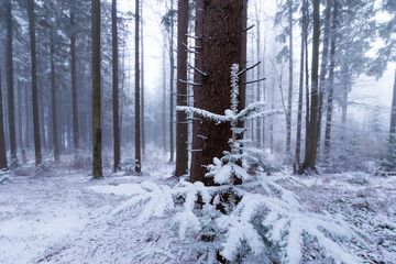 Winter scenery in a mountain forest, with frost and fresh powder snow