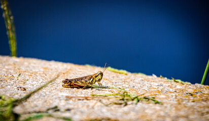 grasshopper chilling