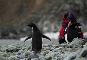 Antarctica, after crossing the Antarctic circle line, on the Pourquoi Pas Island, a person is taking a photo from the penguins. © Angela Meier
