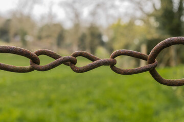 Obraz premium The links in a cattle chain used to restrain cows.