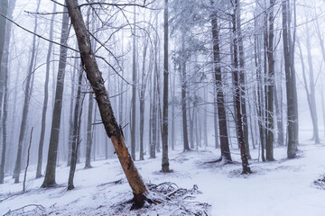 Winter scenery in a mountain forest, with frost and fresh powder snow