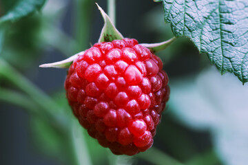 Close Up Of Ripe Raspberry on the bushes in the garden