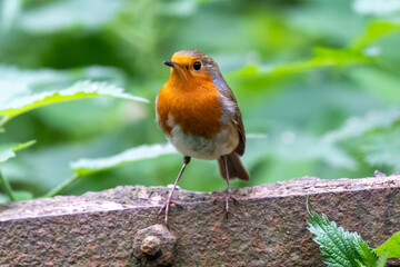 Close-up photo of a robin