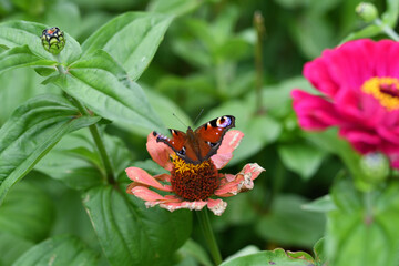 Butterfly on an autumn flower