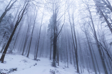 Naklejka premium Winter scenery in a mountain forest, with frost and fresh powder snow