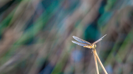 Dragonfly in the autumn sun