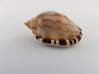  Photograph on white background of seashell or conch Casmaria Erinacea of the gastropod family Cassidae
