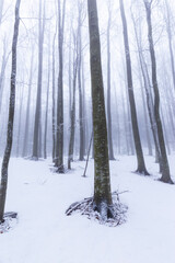Winter scenery in a mountain forest, with frost and fresh powder snow