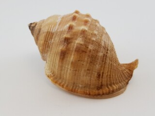  Photograph on white background of seashell or conch Galeodea Echinophora of the gastropod family Cassidae
