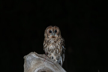 Tawny Owl (Strix alculo) photographed at night