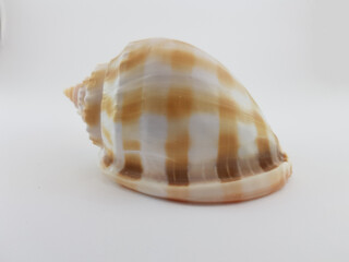  Photograph on white background of seashell or conch Phalium Bandatum of the gastropod family Cassidae
