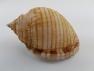  Photograph on white background of seashell or conch Phalium Saburon of the gastropod family Cassidae
