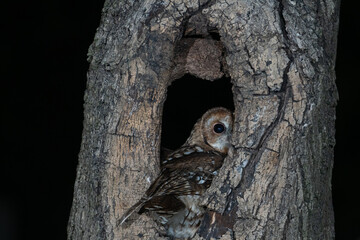 Tawny Owl (Strix alculo) photographed at night