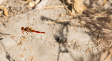 Dragonfly in the autumn sun