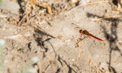 Dragonfly in the autumn sun