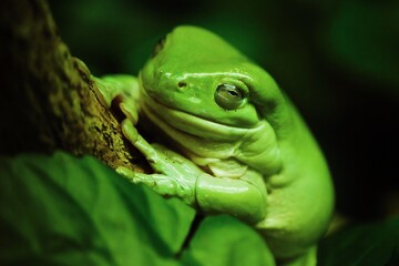 Cute green frog in the aquarium macro 