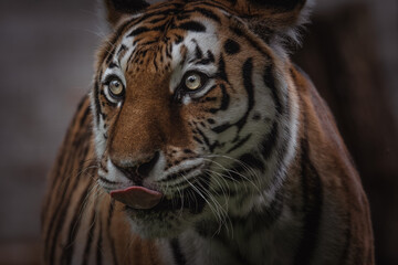 Fototapeta na wymiar Close up of tiger sticking out tongue