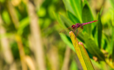 Dragonfly in the autumn sun