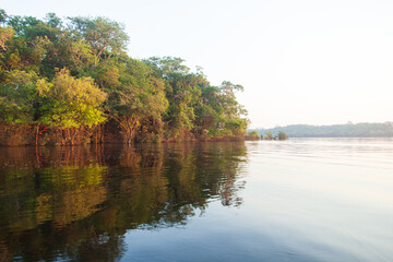 Amazon rainforest trees and river