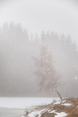 Winter scenery in a mountain forest, with frost and fresh powder snow