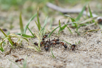 ants work in the forest