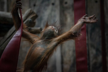 Baby orangutan reaching for another rope © Jesper