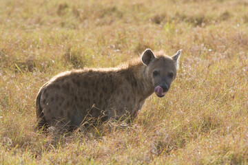 Hyena walking in the grasslands of the Maasai Mara National Park, Kenya