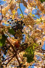 autumn in the park with grapes