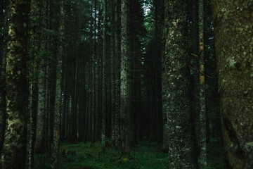 Fototapeta na wymiar Pine trunks in the park after rain, atmospheric photo in montenegro