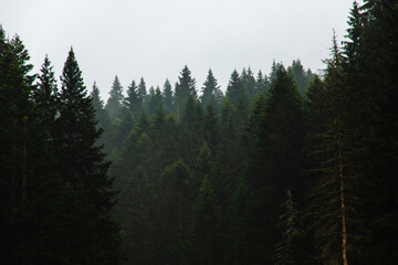Forest in fog after rain, atmospheric photo