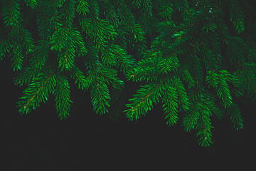 Pine branches after rain with water droplets on dark background atmospheric photo