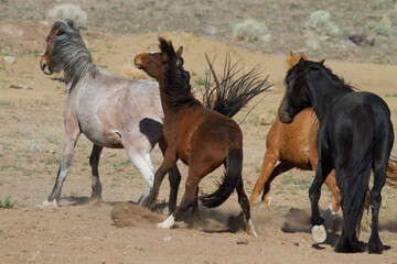herd of horses wild horses