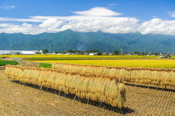 稲刈り頃の田舎の風景