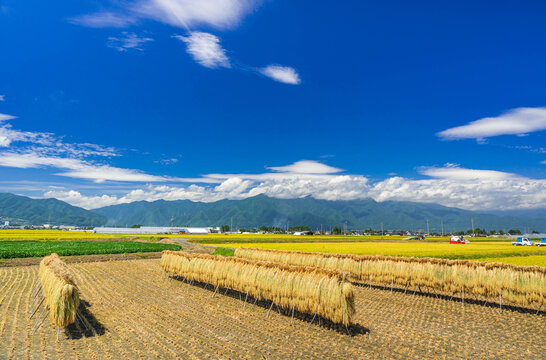 稲刈り頃の田舎の風景