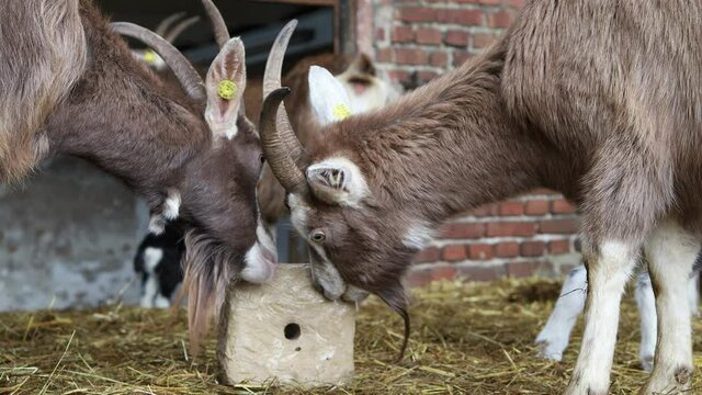 Zwei Ziegen lecken am Salzstein Mineralien