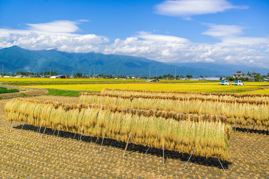 稲刈り頃の田舎の風景